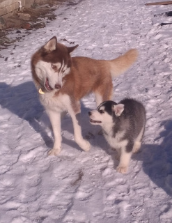 Photo №1. siberian husky - for sale in the city of Ryazan | Negotiated | Announcement № 5663
