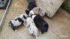 Photo №3. Beautiful border collie puppies,. United States