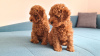 Photo №2 to announcement № 24688 for the sale of poodle (toy) - buy in Russian Federation 