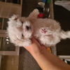 Photo №4. I will sell maltese dog in the city of St. Petersburg. breeder - price - 19317$