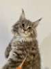 Photo №1. maine coon - for sale in the city of Рыбница | negotiated | Announcement № 53818