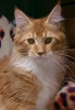 Photo №1. maine coon - for sale in the city of Mariupol | negotiated | Announcement № 10559