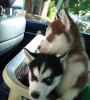 Photo №1. siberian husky - for sale in the city of Budapest | 338$ | Announcement № 78811