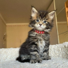 Photo №4. I will sell maine coon in the city of Leipzig.  - price - 211$