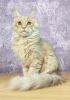 Photo №1. maine coon - for sale in the city of Tyumen | negotiated | Announcement № 9682