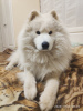 Photo №2 to announcement № 6153 for the sale of samoyed dog - buy in Russian Federation breeder