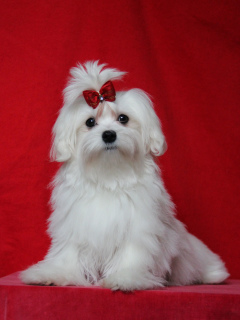 Photo №2 to announcement № 1437 for the sale of maltese dog - buy in Russian Federation breeder