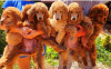 Additional photos: Royal Poodle puppies