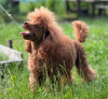 Additional photos: Miniature Poodle puppies