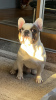 Photo №2 to announcement № 83988 for the sale of french bulldog - buy in Ukraine private announcement