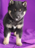 Photo №2 to announcement № 124796 for the sale of shiba inu - buy in Austria 