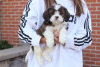 Photo №4. I will sell shih tzu in the city of Freiburg im Breisgau.  - price - negotiated