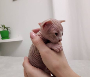Photo №1. sphynx cat - for sale in the city of Brovary | negotiated | Announcement № 1082