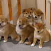 Photo №1. shiba inu - for sale in the city of Graz | negotiated | Announcement № 53356