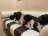 Additional photos: American Akita puppies black and white color