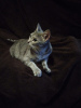 Photo №3. Kitty Martha is looking for a home!. Russian Federation