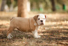 Photo №2 to announcement № 12251 for the sale of english bulldog - buy in Russian Federation private announcement, breeder