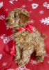 Photo №2 to announcement № 94009 for the sale of poodle (toy) - buy in Russian Federation private announcement