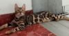 Additional photos: Bengal kittens for sale