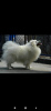 Photo №1. japanese spitz - for sale in the city of Dnipro | 176$ | Announcement № 13762