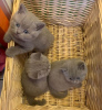 Photo №1. british shorthair - for sale in the city of Антверпен | Is free | Announcement № 105513