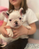 Photo №4. I will sell french bulldog in the city of Freiburg im Breisgau. private announcement - price - 380$