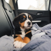 Photo №1. bernese mountain dog - for sale in the city of Франкфурт | 317$ | Announcement № 78859