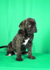 Photo №3. Cane Corso puppies for sale. Serbia