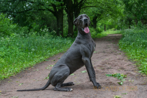 Photo №2 to announcement № 778 about purchase of great dane - buy in Poland private announcement, from nursery, breeder
