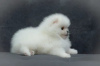 Additional photos: Pomerania for sale