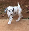 Photo №1. dalmatian dog - for sale in the city of Magadan | Is free | Announcement № 10858