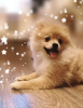 Photo №1. german spitz - for sale in the city of Mogilyov | negotiated | Announcement № 35912