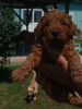 Additional photos: Miniature poodle puppies for sale