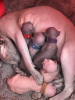 Photo №3. Beautiful Sphynx kittens available.. Germany