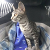 Photo №2. Services for the delivery and transportation of cats and dogs in Ukraine. Price - negotiated. Announcement № 1796