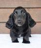 Additional photos: dachshund puppy