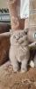 Photo №1. british shorthair - for sale in the city of Munich | 211$ | Announcement № 123674