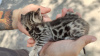 Photo №2 to announcement № 13481 for the sale of bengal cat - buy in Ukraine private announcement, breeder