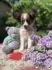 Photo №2 to announcement № 110525 for the sale of papillon dog - buy in Germany private announcement