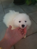 Additional photos: german spitz puppies