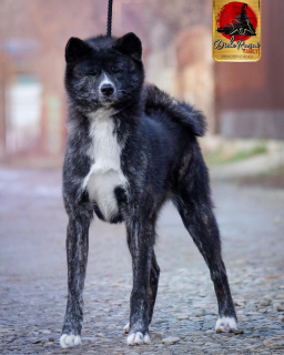 Photo №2 to announcement № 5605 for the sale of akita - buy in Russian Federation from nursery