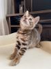 Photo №4. I will sell bengal cat in the city of Веллингтон. private announcement, from nursery, breeder - price - negotiated