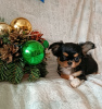 Photo №4. I will sell chihuahua in the city of Minsk.  - price - 480$