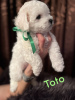 Photo №4. I will sell bichon frise in the city of Smederevo. breeder - price - negotiated