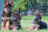 Photo №1. german shepherd - for sale in the city of Loznica | 317$ | Announcement № 59047