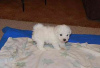 Photo №1. bichon frise - for sale in the city of Marseilles | negotiated | Announcement № 58294