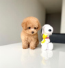 Photo №3. Male and Female Toy poodle for adoption.. Germany