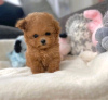 Photo №1. poodle (toy) - for sale in the city of Юлиторнио | 370$ | Announcement № 65587