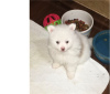 Photo №1. pomeranian - for sale in the city of Geneva | negotiated | Announcement № 12645