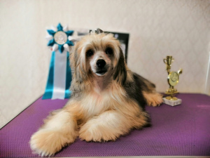 Photo №2 to announcement № 2889 for the sale of chinese crested dog - buy in Russian Federation from nursery